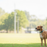 What Your Dog’s Poop Says About Its Diet