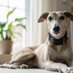 Why the Whippet Is a Calm Companion
